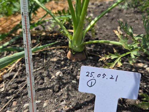 人参の糖度・硝酸イオン・カロテン含有量を全ロット検査