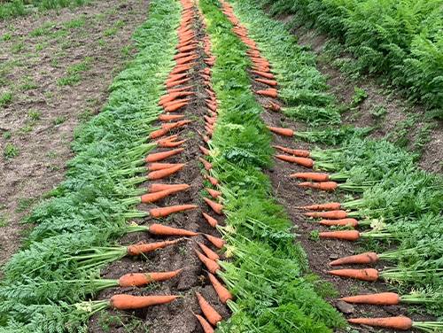 ザ・人参 農薬・化学肥料不使用で育つ人参畑と土づくりへのこだわり