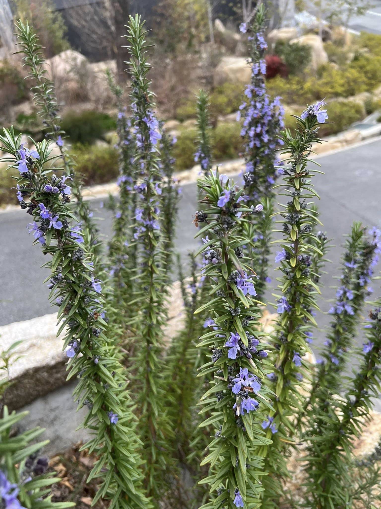 ローズマリーも香りで頑張っています♪