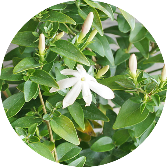 関西化工のロハスプラザの香り植物・苗木